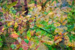 Herbst (c) Astrid Padberg