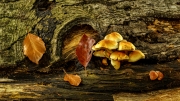 Herbst (c) Gerd Baumann