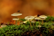 Herbst (c) Gerd Baumann