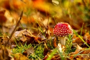 Herbst (c) Gerd Baumann