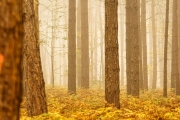 Herbst (c) Gerd Baumann