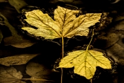 Herbst (c) Gerd Baumann
