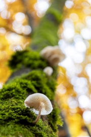 Herbst (c) Hans Peter Eckstein
