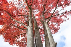 Herbst (c) Hans Peter Eckstein