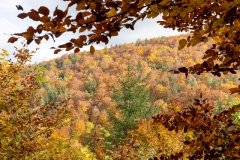 Herbst (c) Hans Peter Eckstein