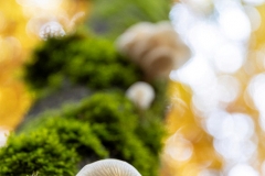 Herbst (c) Hans Peter Eckstein