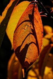 (c) Peter Taubert