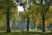 Herbst (c) Ulrike Kaulfuß