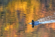 Herbst (c) Ulrike Kaulfuß