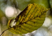 Herbst (c) Detlef Buxmann