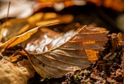Herbst (c) Detlef Buxmann