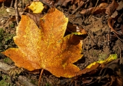 Herbst (c) Detlef Buxmann