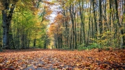 Herbstlandschaft in der Wahner Heide (c) Detlef Buxmann