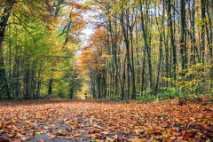 Herbstlandschaft in der Wahner Heide (c) Detlef Buxmann