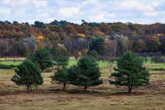 Herbstlandschaft in der Wahner Heide (c) Detlef Buxmann