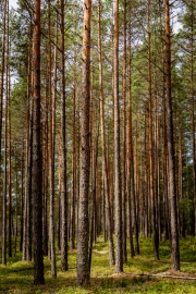 (c) Ina Herzig