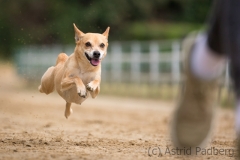 Jeder-Hund-Rennen 2019