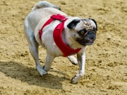 Jeder-Hund-Rennen 2019