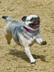 Jeder-Hund-Rennen 2019