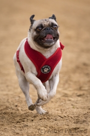 Jeder-Hund-Rennen 2019