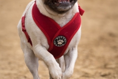 Jeder-Hund-Rennen 2019