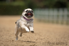 Jeder-Hund-Rennen 2019