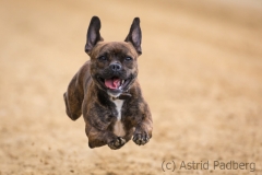 Jeder-Hund-Rennen 2019