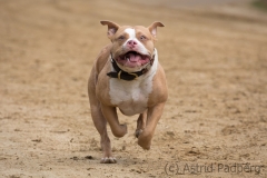 Jeder-Hund-Rennen 2019
