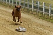 Hunderennen 2019