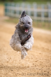 Jeder-Hund-Rennen 2019