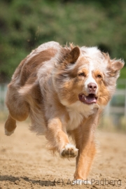 Jeder-Hund-Rennen 2019