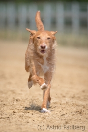 Jeder-Hund-Rennen 2019