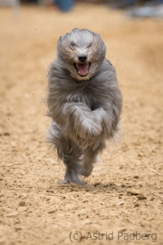 Jeder-Hund-Rennen 2019