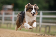 Jeder-Hund-Rennen 2019