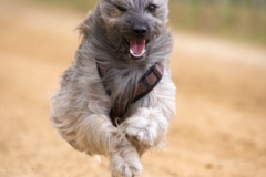 Jeder-Hund-Rennen 2019