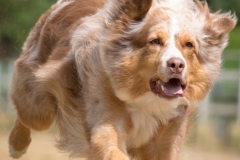 Jeder-Hund-Rennen 2019