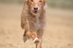 Jeder-Hund-Rennen 2019