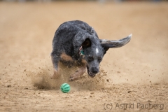 Jeder-Hund-Rennen 2019