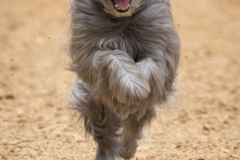 Jeder-Hund-Rennen 2019