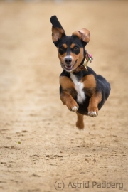 Jeder-Hund-Rennen 2019
