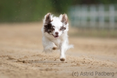 Jeder-Hund-Rennen 2019