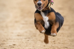 Jeder-Hund-Rennen 2019
