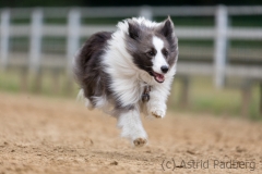Jeder-Hund-Rennen 2019
