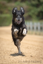 Jeder-Hund-Rennen 2019