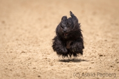 Jeder-Hund-Rennen 2019