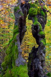 Wanderung von Bad Wildungen Rund um Rheinhardshausen