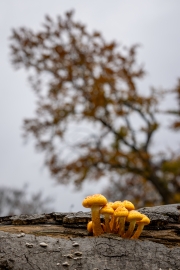 Wanderung von Bad Wildungen Rund um Rheinhardshausen