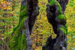 Wanderung von Bad Wildungen Rund um Rheinhardshausen