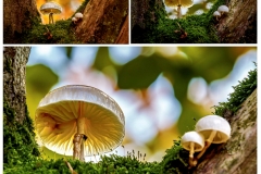 Buchen-Schleimrueblinge (c) Gerd Baumann