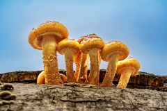 Pilze (c) Gerd Baumann